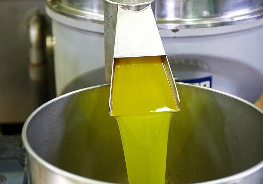 spremitura olio di oliva